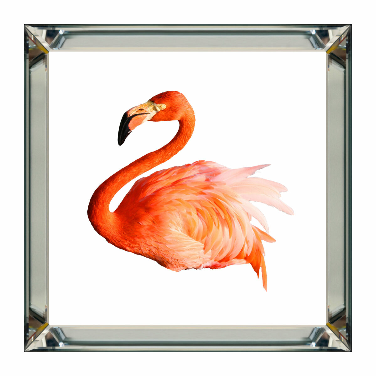 REPRODUKCJA Flamingo 50x50